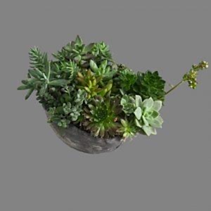 Büyük Sukulent Aranjman