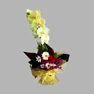 Tek Dal Sarı Orkide