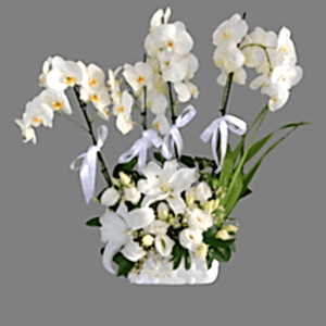 4 Dal Orkide Aranjman