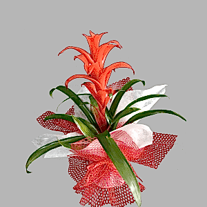 Guzmania